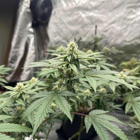 BB growlog timeline photo