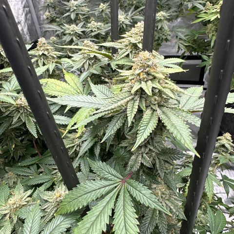 HR growlog timeline photo