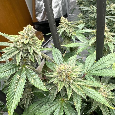 HR growlog timeline photo