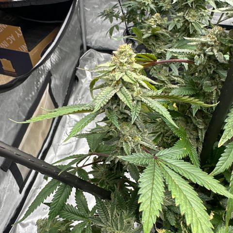 HR growlog timeline photo