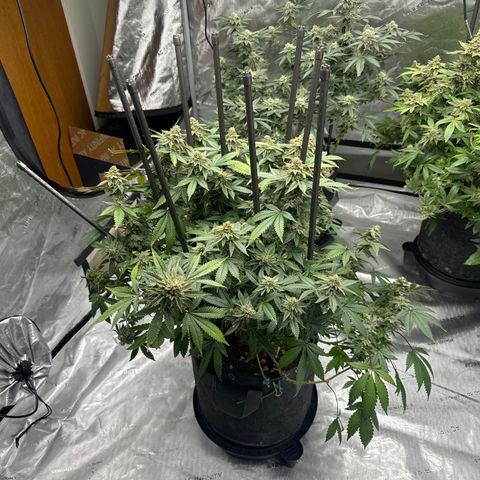 HR growlog timeline photo