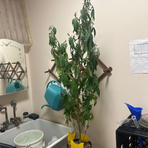 PY growlog timeline photo