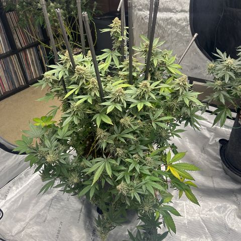 HR growlog timeline photo