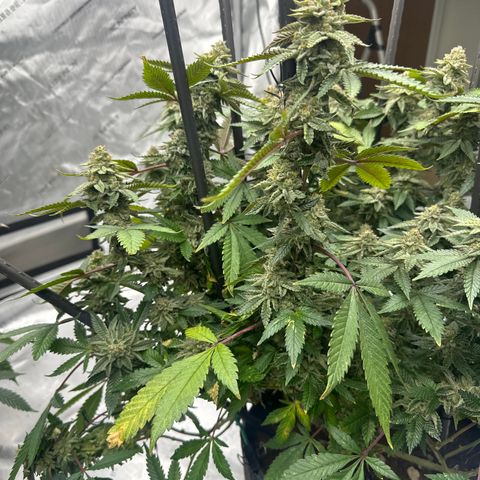 HR growlog timeline photo