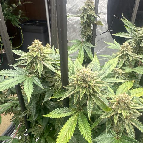 HR growlog timeline photo
