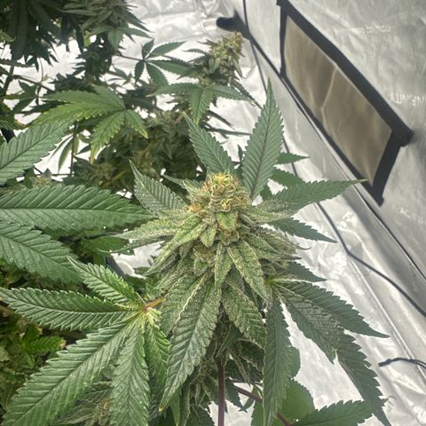 HR growlog timeline photo