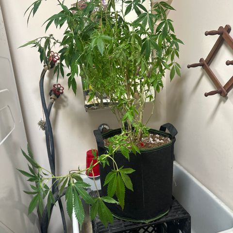 HR2 growlog timeline photo