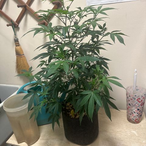JD2 growlog timeline photo