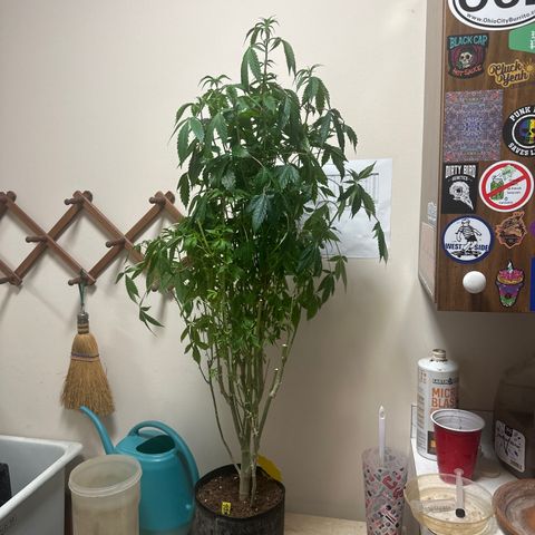 TJ #5 growlog timeline photo