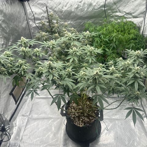 BB growlog timeline photo