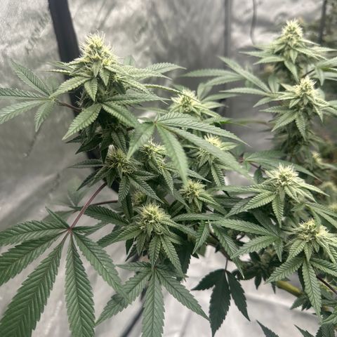 BB growlog timeline photo