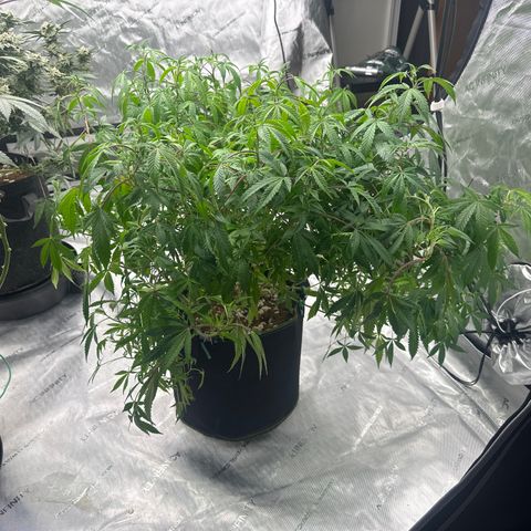 RMB2 growlog timeline photo
