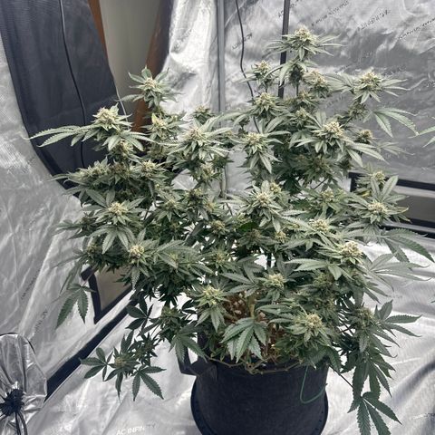 JD growlog timeline photo