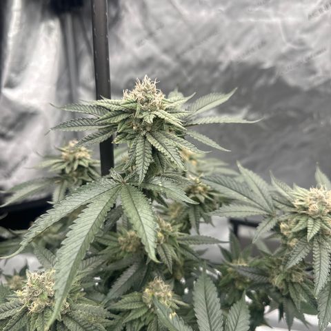 JD growlog timeline photo