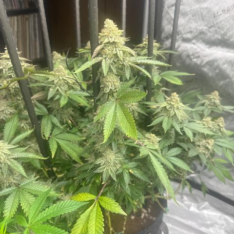 HR growlog timeline photo