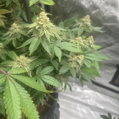HR growlog timeline photo