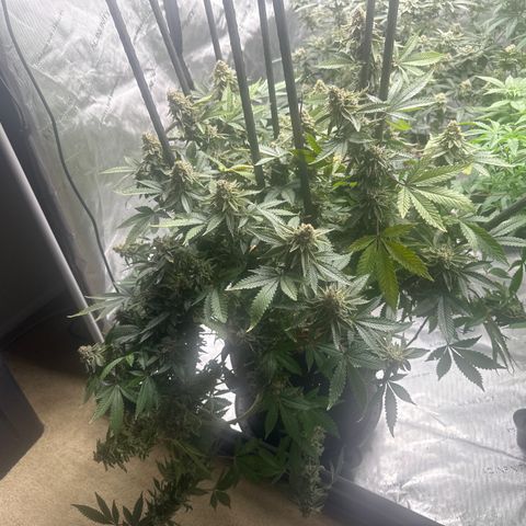 HR growlog timeline photo