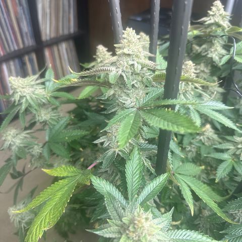 HR growlog timeline photo