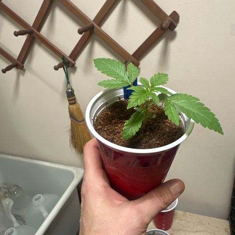 GC3 growlog timeline photo