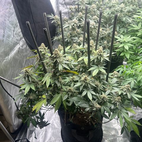 HR growlog timeline photo
