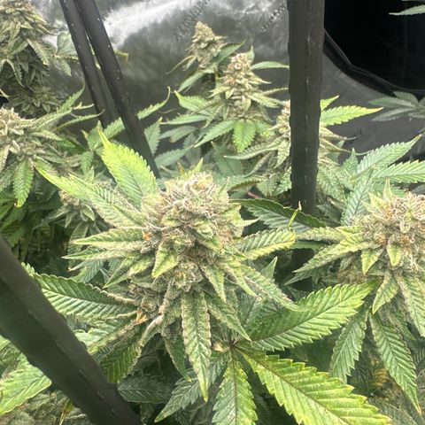 HR growlog timeline photo