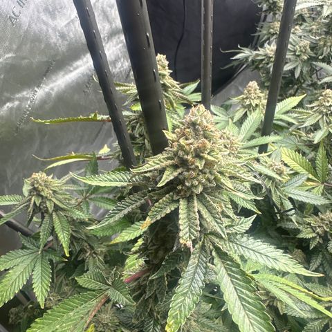 HR growlog timeline photo