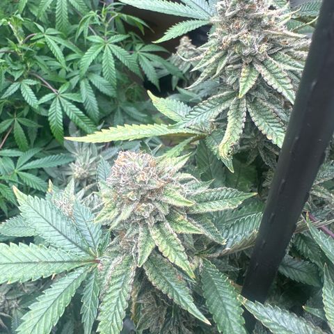HR growlog timeline photo