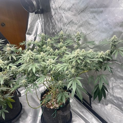 BB growlog timeline photo