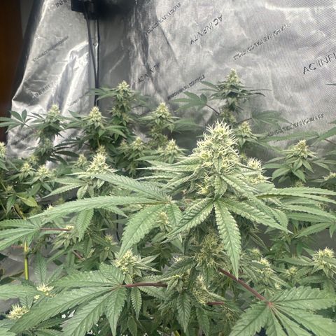 BB growlog timeline photo