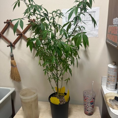 PY growlog timeline photo