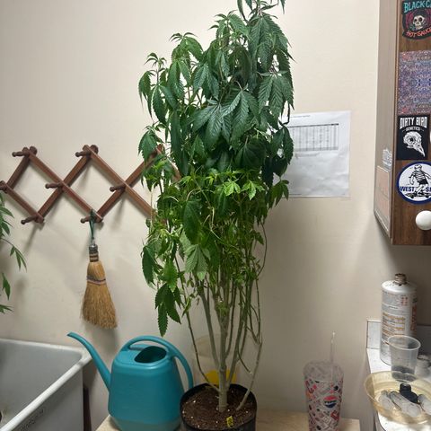TJ #5 growlog timeline photo