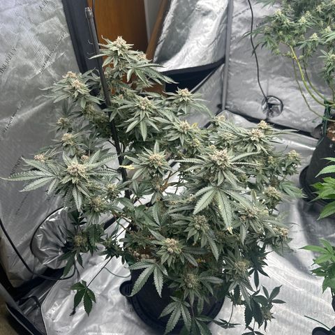 JD growlog timeline photo