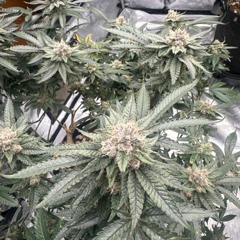 JD growlog timeline photo