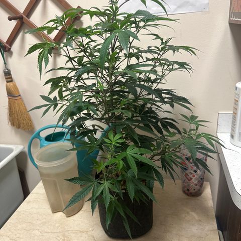 JD2 growlog timeline photo