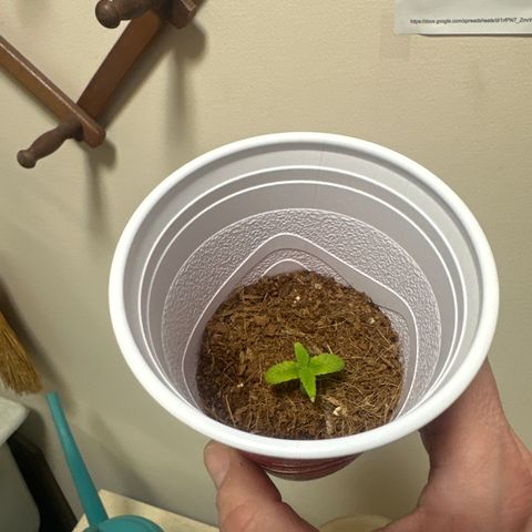 GSxGC growlog timeline photo
