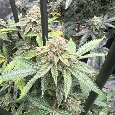 HR growlog timeline photo
