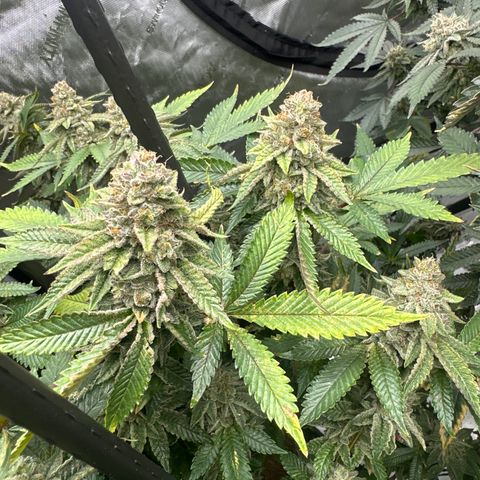 HR growlog timeline photo