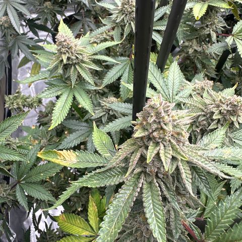 HR growlog timeline photo