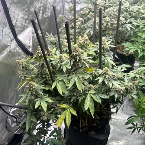 HR growlog timeline photo
