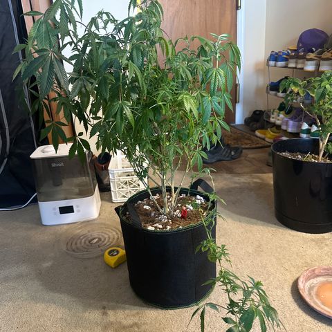 HR2 growlog timeline photo