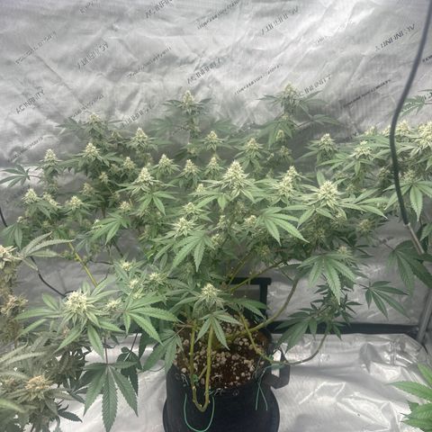 BB growlog timeline photo