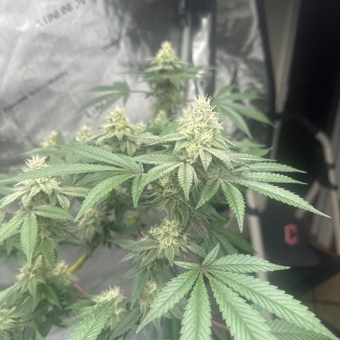 BB growlog timeline photo