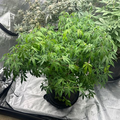 RMB2 growlog timeline photo