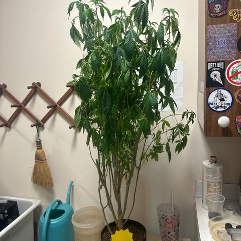 TJ #5 growlog timeline photo