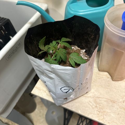 GC3 growlog timeline photo