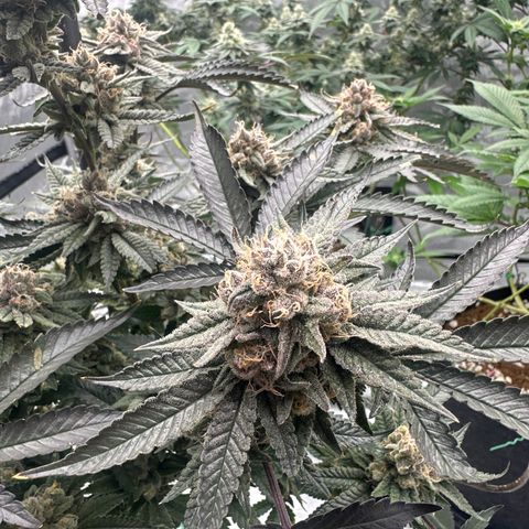 JD growlog timeline photo