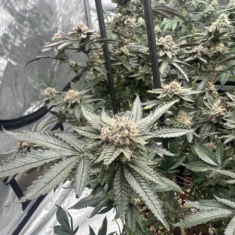 JD growlog timeline photo