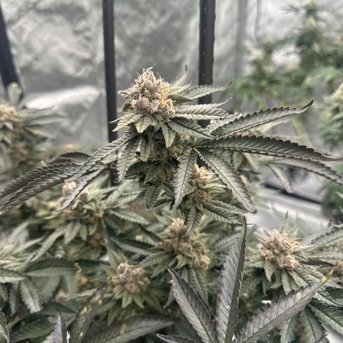 JD growlog timeline photo