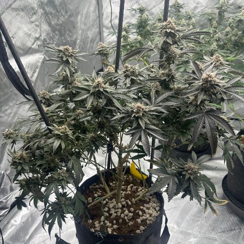 JD growlog timeline photo