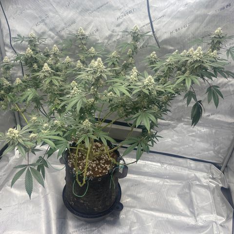 BB growlog timeline photo